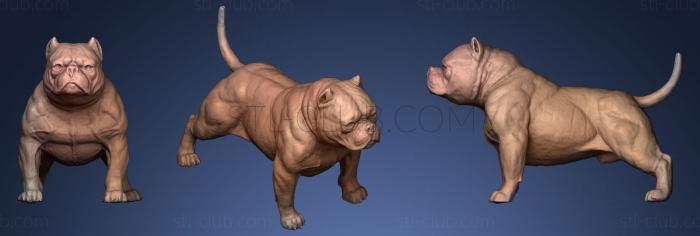 3D модель Американская собака-хулиган (STL)